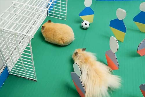 deux hamsters jouant au foot
